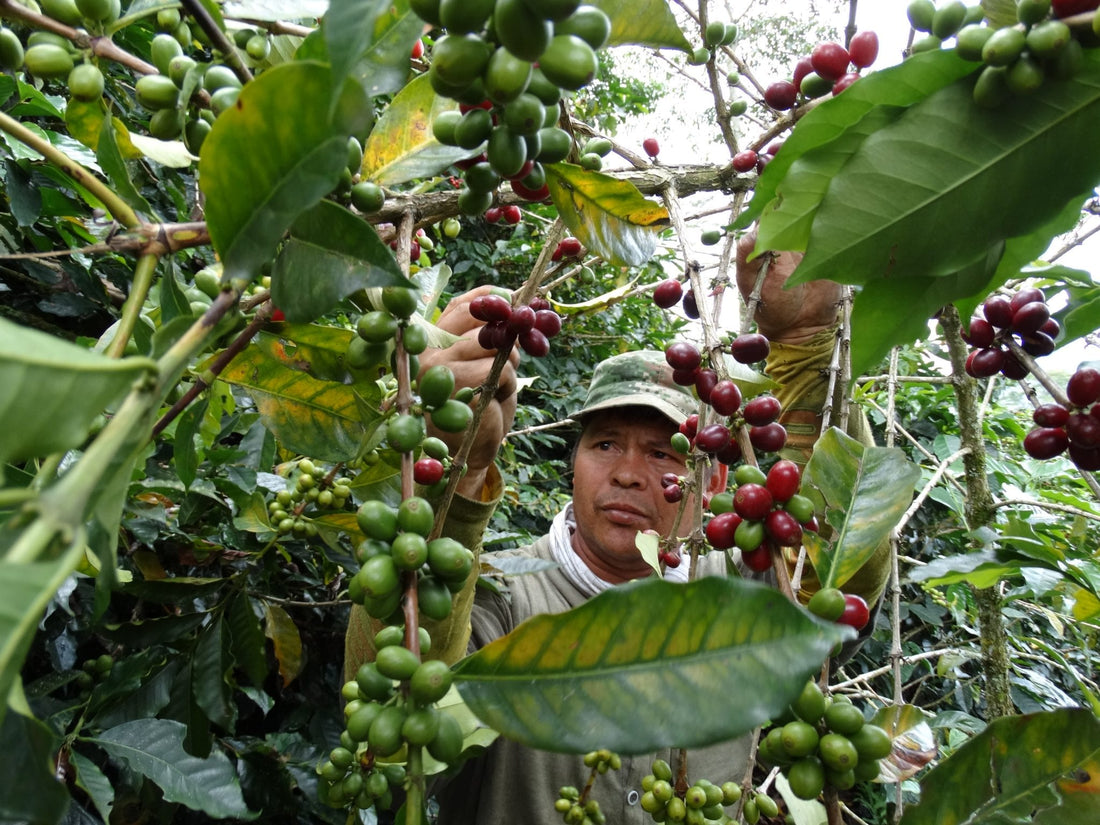 Más que sabor: cómo el café de especialidad transforma vidas en el campo colombiano